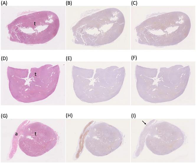 https://cdn.ncbi.nlm.nih.gov/pmc/blobs/0379/11850107/8854dc9005f8/72_EJ24-0150_3.jpg