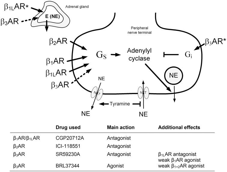 https://cdn.ncbi.nlm.nih.gov/pmc/blobs/037a/4271585/0913d2a77d01/fphys-05-00499-g0001.jpg