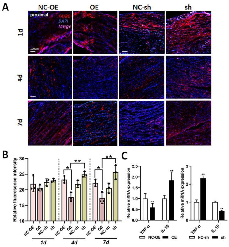 https://cdn.ncbi.nlm.nih.gov/pmc/blobs/037b/12024759/58f789cc04bf/biomedicines-13-00872-g007.jpg
