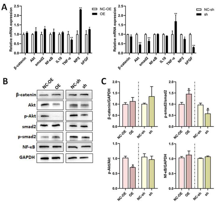 https://cdn.ncbi.nlm.nih.gov/pmc/blobs/037b/12024759/8af765ccc197/biomedicines-13-00872-g008.jpg