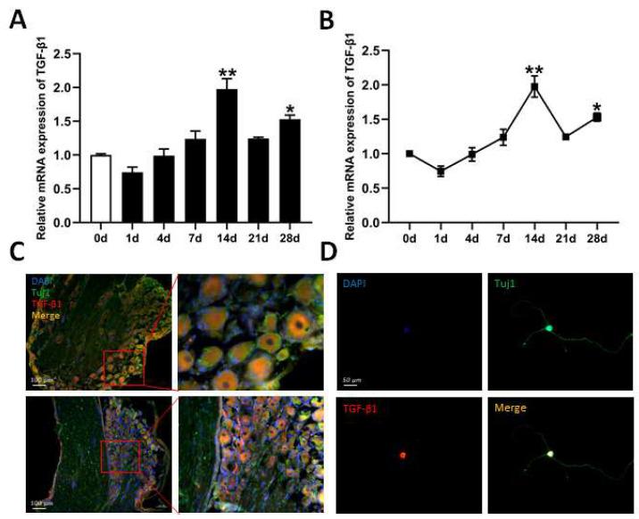https://cdn.ncbi.nlm.nih.gov/pmc/blobs/037b/12024759/d3b93d8927b2/biomedicines-13-00872-g001.jpg