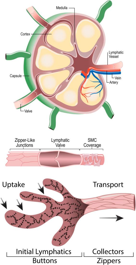 https://cdn.ncbi.nlm.nih.gov/pmc/blobs/037e/12037638/5bf2d50f44e1/fcell-13-1537050-g003.jpg