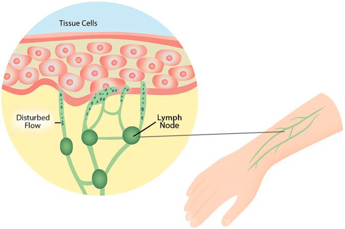 https://cdn.ncbi.nlm.nih.gov/pmc/blobs/037e/12037638/ecc281f7bf17/fcell-13-1537050-g001.jpg