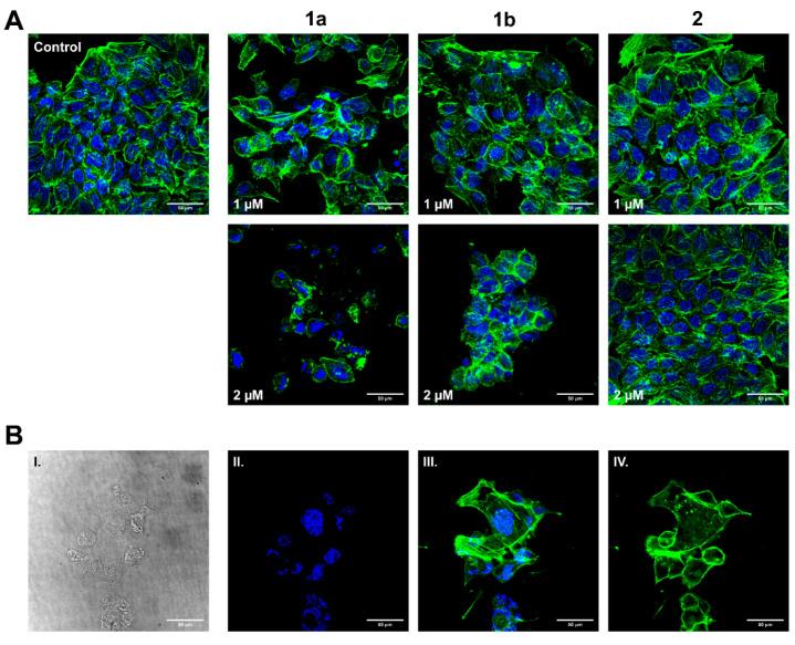 https://cdn.ncbi.nlm.nih.gov/pmc/blobs/037e/8301868/f3de699975f5/biomolecules-11-00947-g005.jpg