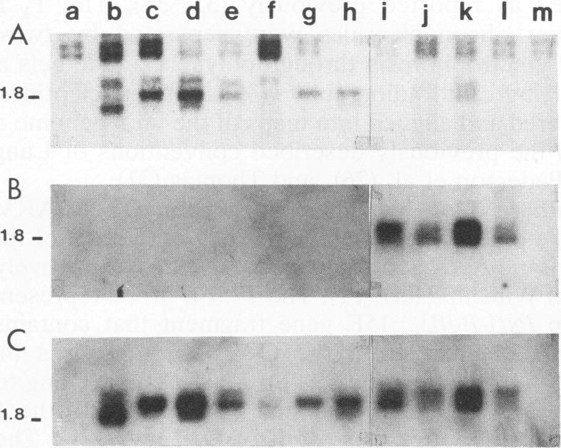 https://cdn.ncbi.nlm.nih.gov/pmc/blobs/0388/237363/110cc2d0c1c6/jvirol00022-0320-a.jpg