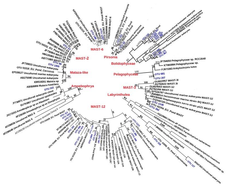 https://cdn.ncbi.nlm.nih.gov/pmc/blobs/038c/7232311/2234bbf4736d/microorganisms-08-00543-g004.jpg