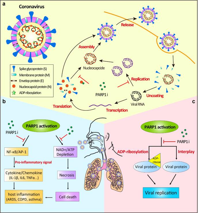 https://cdn.ncbi.nlm.nih.gov/pmc/blobs/0392/8068731/761b1fc765b7/41392_2021_568_Fig5_HTML.jpg
