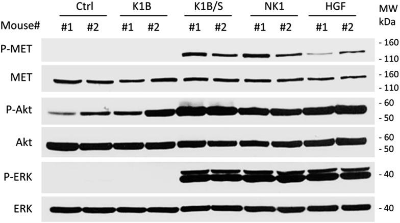 https://cdn.ncbi.nlm.nih.gov/pmc/blobs/0393/5496502/0795ce99ca55/c4sc03856h-f5.jpg