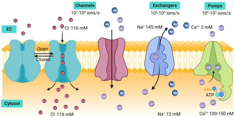 https://cdn.ncbi.nlm.nih.gov/pmc/blobs/0394/10178541/18a23b365629/ijms-24-07879-g001.jpg