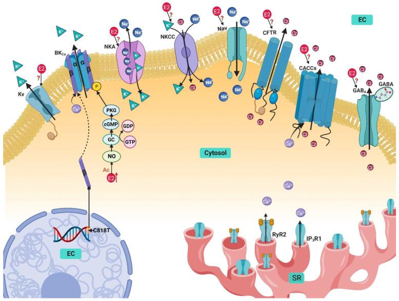 https://cdn.ncbi.nlm.nih.gov/pmc/blobs/0394/10178541/936d4783fcf5/ijms-24-07879-g004.jpg