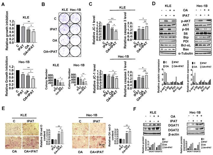 https://cdn.ncbi.nlm.nih.gov/pmc/blobs/0394/10670880/e89d287e36a2/cancers-15-05407-g007.jpg