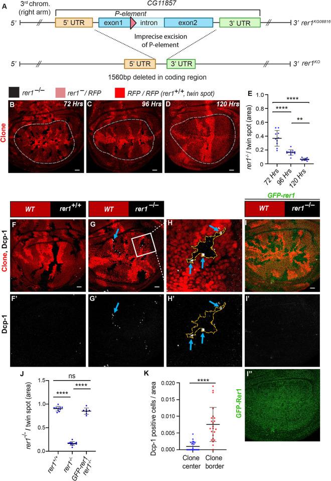 https://cdn.ncbi.nlm.nih.gov/pmc/blobs/0394/10919865/ed0dcd367c42/pgen.1011171.g001.jpg