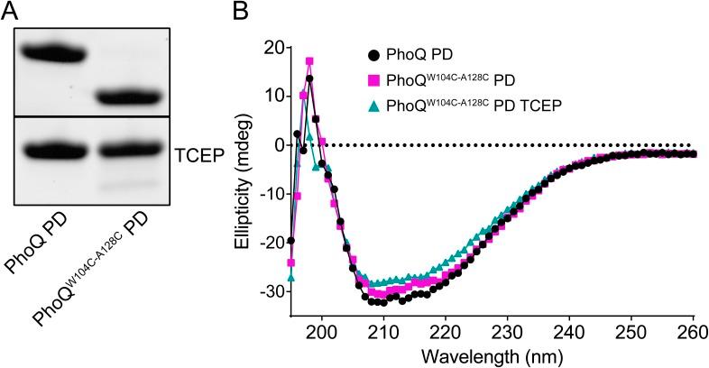 https://cdn.ncbi.nlm.nih.gov/pmc/blobs/0394/4473727/121829cee1c6/elife06792fs004.jpg