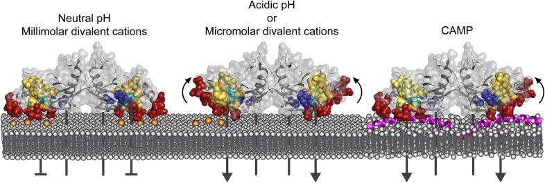 https://cdn.ncbi.nlm.nih.gov/pmc/blobs/0394/4473727/aa440f88182b/elife06792f006.jpg