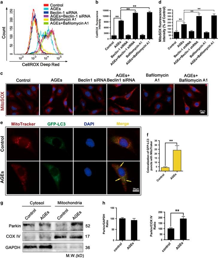 https://cdn.ncbi.nlm.nih.gov/pmc/blobs/0399/5260901/30e438d37b0e/cddis2016322f6.jpg