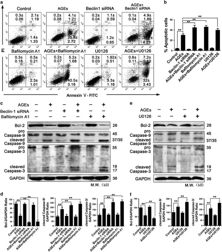 https://cdn.ncbi.nlm.nih.gov/pmc/blobs/0399/5260901/7e2ac39fa68d/cddis2016322f7.jpg