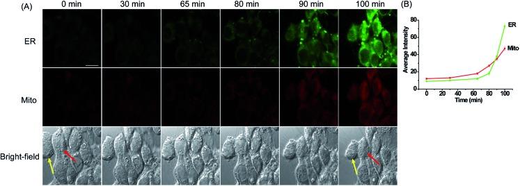 https://cdn.ncbi.nlm.nih.gov/pmc/blobs/039c/6024174/ca9d908b3bee/c6sc01793b-f4.jpg