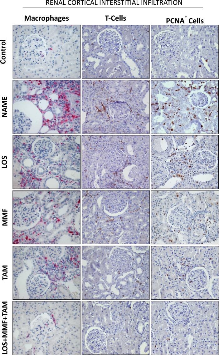 https://cdn.ncbi.nlm.nih.gov/pmc/blobs/039d/10460450/28ecac351270/41598_2023_39299_Fig8_HTML.jpg