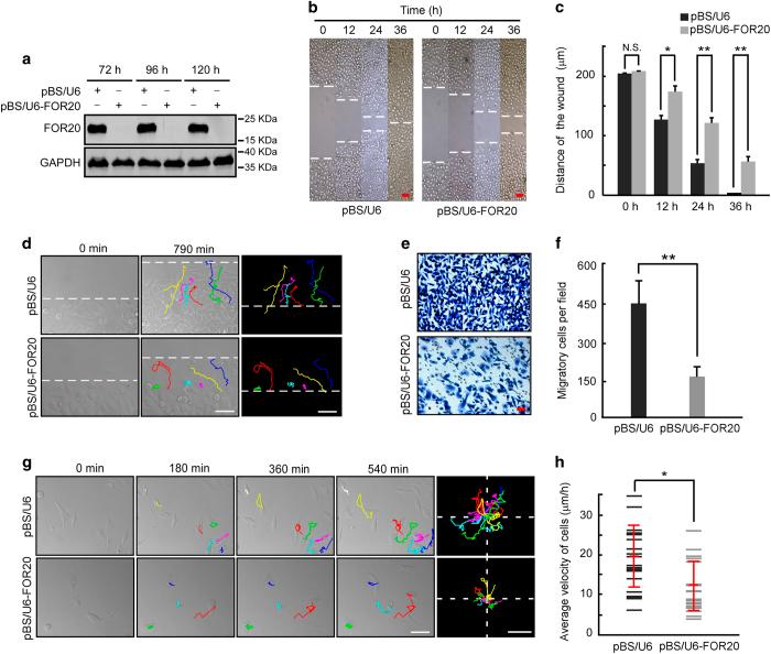 https://cdn.ncbi.nlm.nih.gov/pmc/blobs/03a0/5583970/55523977897a/celldisc201732-f7.jpg