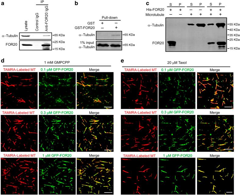 https://cdn.ncbi.nlm.nih.gov/pmc/blobs/03a0/5583970/bb5c608737c6/celldisc201732-f1.jpg