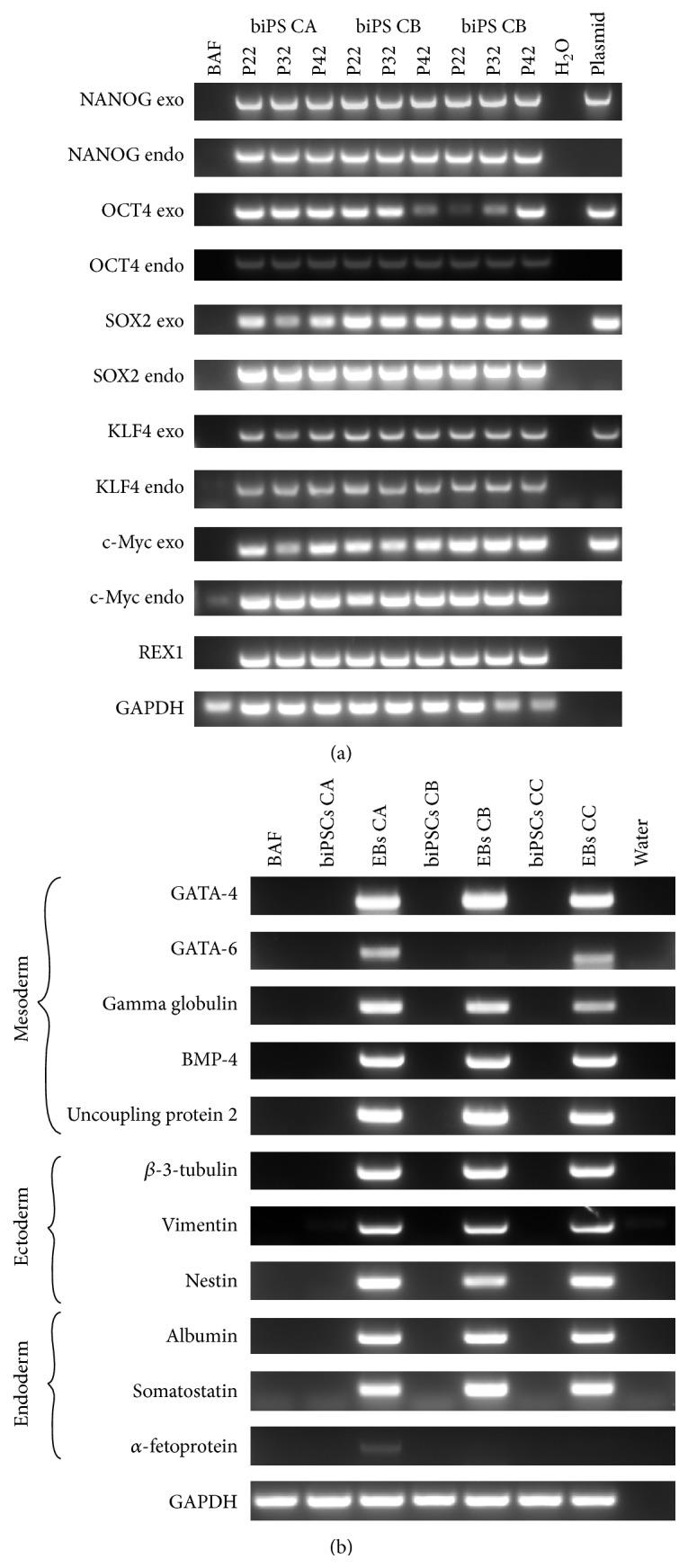 https://cdn.ncbi.nlm.nih.gov/pmc/blobs/03a1/4736581/db59d1f3c676/SCI2016-5127984.003.jpg