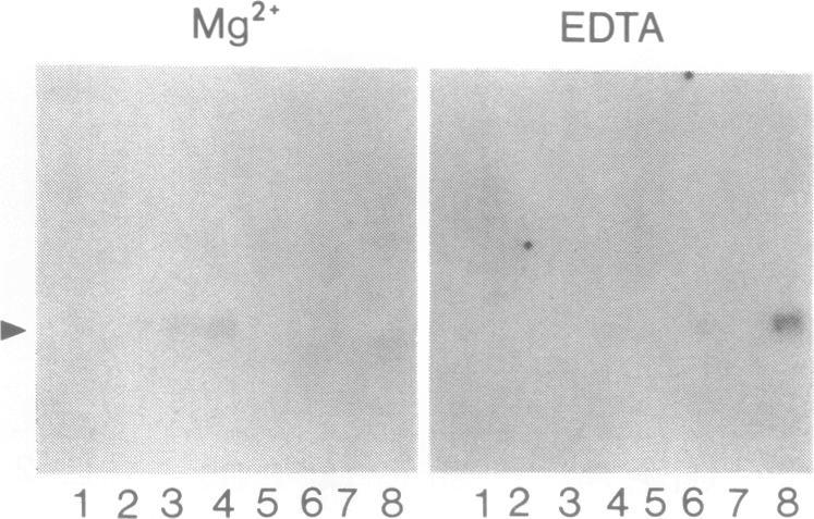 https://cdn.ncbi.nlm.nih.gov/pmc/blobs/03a3/310291/22689508c728/nar00039-0310-a.jpg