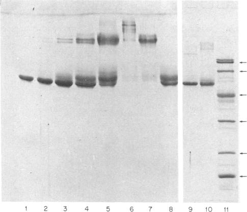 https://cdn.ncbi.nlm.nih.gov/pmc/blobs/03a3/387142/c4abbc823613/pnas00328-0120-b.jpg