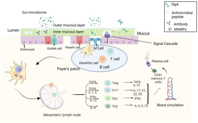 https://cdn.ncbi.nlm.nih.gov/pmc/blobs/03a6/10408452/250ad8ee87de/fnut-10-1186927-g002.jpg