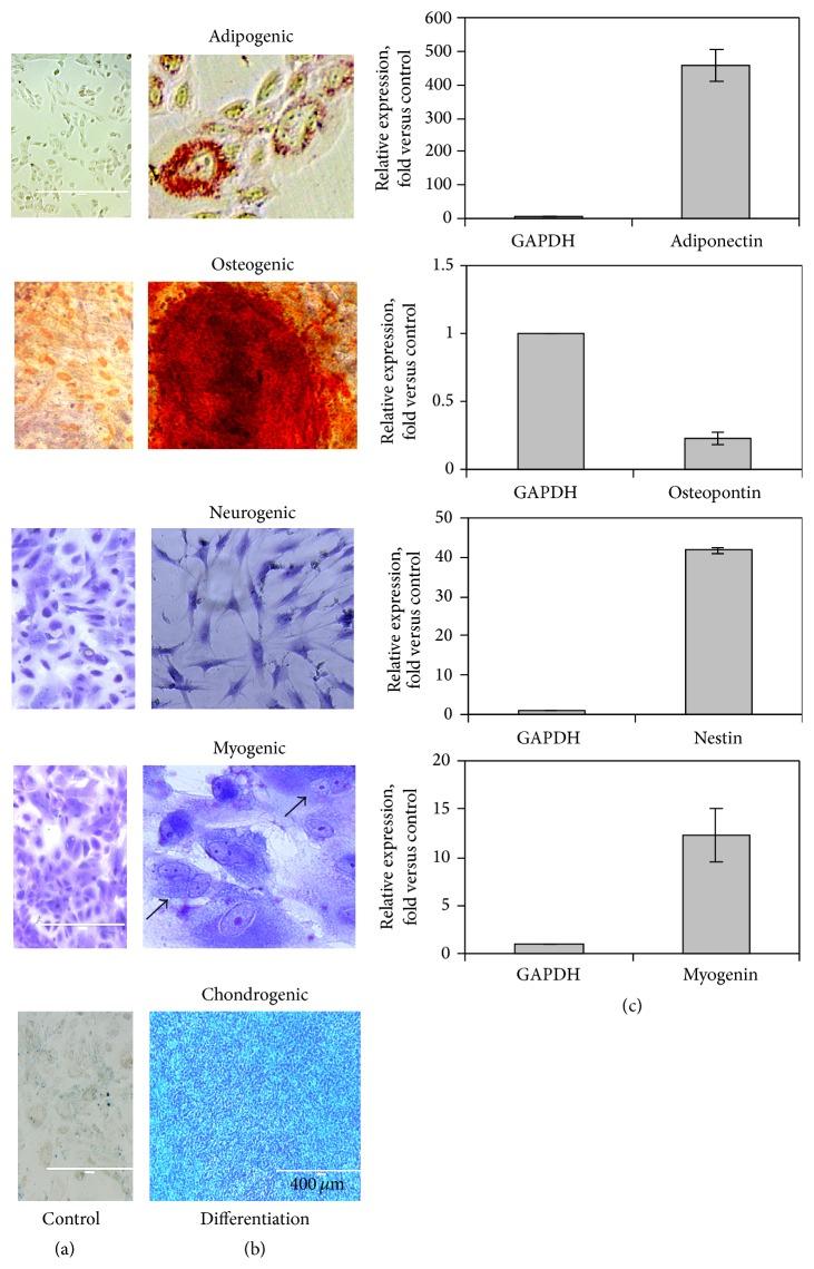 https://cdn.ncbi.nlm.nih.gov/pmc/blobs/03a8/4553339/53325fa3e476/SCI2015-319238.003.jpg