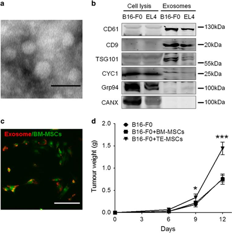 https://cdn.ncbi.nlm.nih.gov/pmc/blobs/03ad/5116561/9fc077edb83a/onc2016131f1.jpg