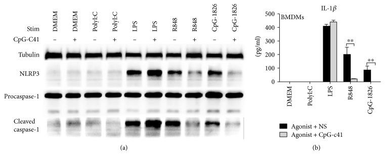 https://cdn.ncbi.nlm.nih.gov/pmc/blobs/03b2/5429961/56901612649e/MI2017-6541729.003.jpg