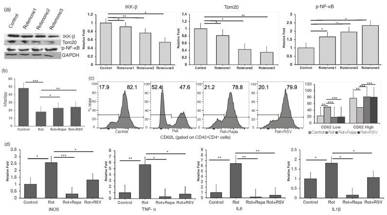 https://cdn.ncbi.nlm.nih.gov/pmc/blobs/03b4/11173216/a8632ac2c71d/ijms-25-06235-g004.jpg