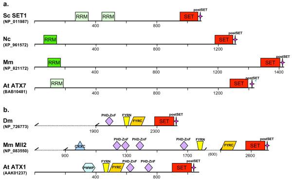 https://cdn.ncbi.nlm.nih.gov/pmc/blobs/03b6/2474616/6c8ddfc1f227/1471-2148-8-190-4.jpg