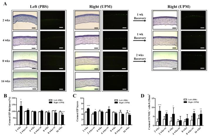 https://cdn.ncbi.nlm.nih.gov/pmc/blobs/03b7/7404123/3290a57f6bee/ijms-21-04976-g005.jpg