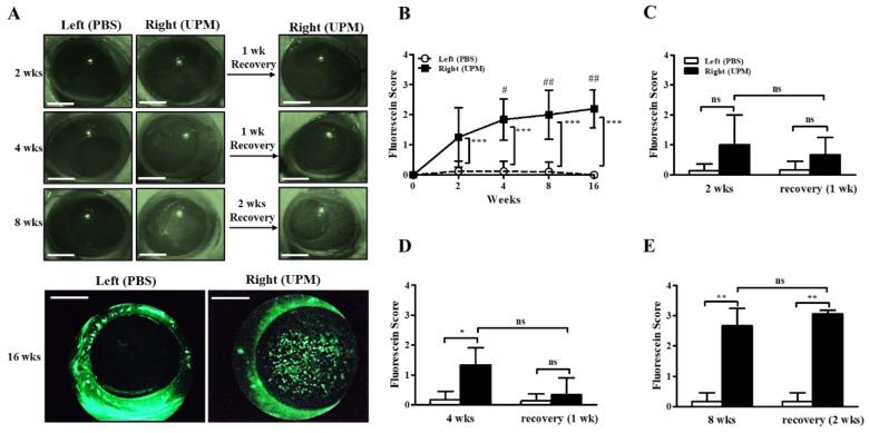 https://cdn.ncbi.nlm.nih.gov/pmc/blobs/03b7/7404123/3ee880216252/ijms-21-04976-g002.jpg