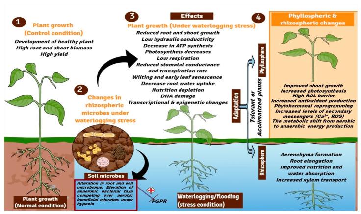 https://cdn.ncbi.nlm.nih.gov/pmc/blobs/03bf/10096958/c35e3fe435e1/plants-12-01544-g001.jpg
