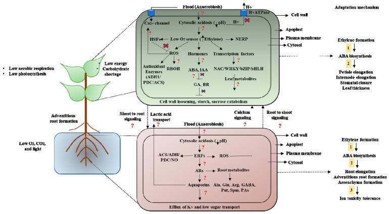 https://cdn.ncbi.nlm.nih.gov/pmc/blobs/03bf/10096958/dcbffeec4d53/plants-12-01544-g002.jpg