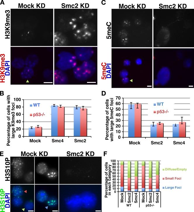 https://cdn.ncbi.nlm.nih.gov/pmc/blobs/03c1/2828918/91be7a1949c8/JCB_200908026_RGB_Fig6.jpg