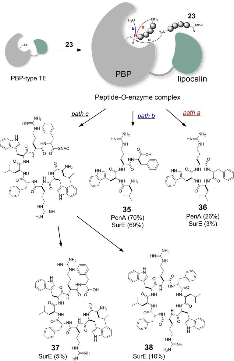 https://cdn.ncbi.nlm.nih.gov/pmc/blobs/03c8/9113502/64d352094ef4/kuab023fig4.jpg