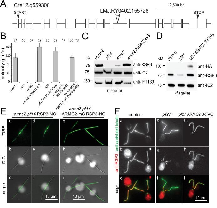 https://cdn.ncbi.nlm.nih.gov/pmc/blobs/03ca/8789290/7e59e8e61b06/elife-74993-fig1.jpg
