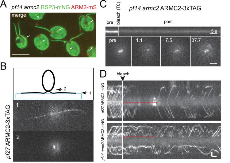 https://cdn.ncbi.nlm.nih.gov/pmc/blobs/03ca/8789290/c543ddd3765f/elife-74993-fig5-figsupp1.jpg