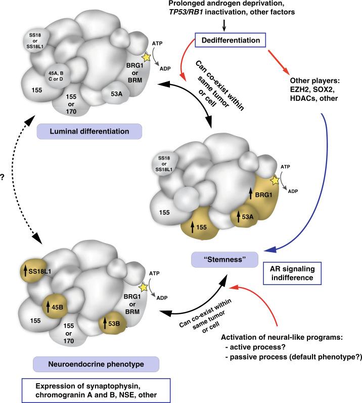 https://cdn.ncbi.nlm.nih.gov/pmc/blobs/03ce/7642293/21349d1c2939/41467_2020_19328_Fig5_HTML.jpg