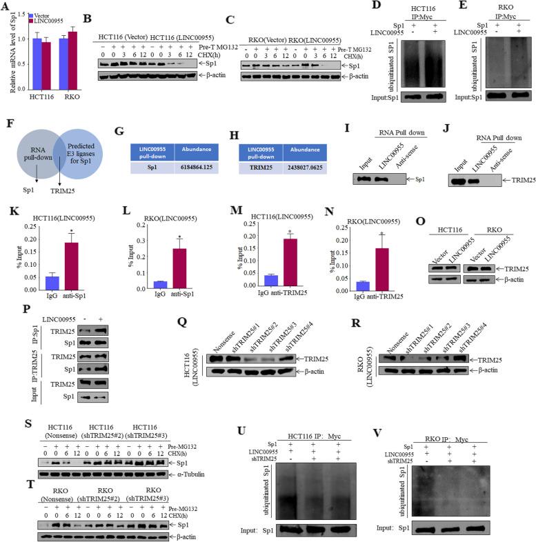https://cdn.ncbi.nlm.nih.gov/pmc/blobs/03d0/10518100/8b608b75ea11/12885_2023_11403_Fig6_HTML.jpg