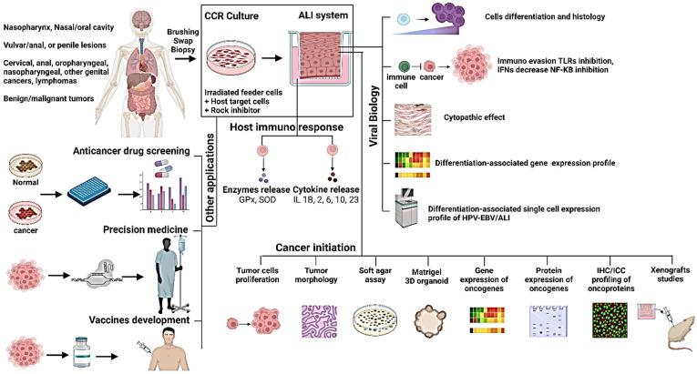https://cdn.ncbi.nlm.nih.gov/pmc/blobs/03d6/10302659/00ea0c2ae6d2/viruses-15-01388-g001.jpg