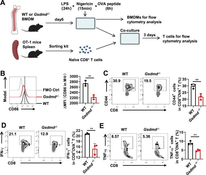 https://cdn.ncbi.nlm.nih.gov/pmc/blobs/03d6/10897472/84a932991fb4/44321_2023_16_Fig6_HTML.jpg