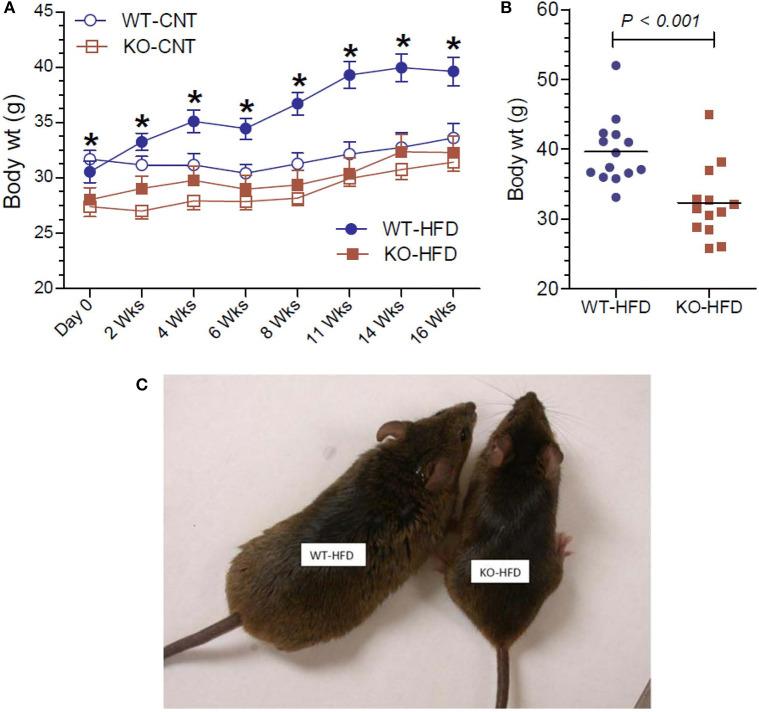 https://cdn.ncbi.nlm.nih.gov/pmc/blobs/03d6/7283874/93a530fdcb2a/fendo-11-00341-g0001.jpg