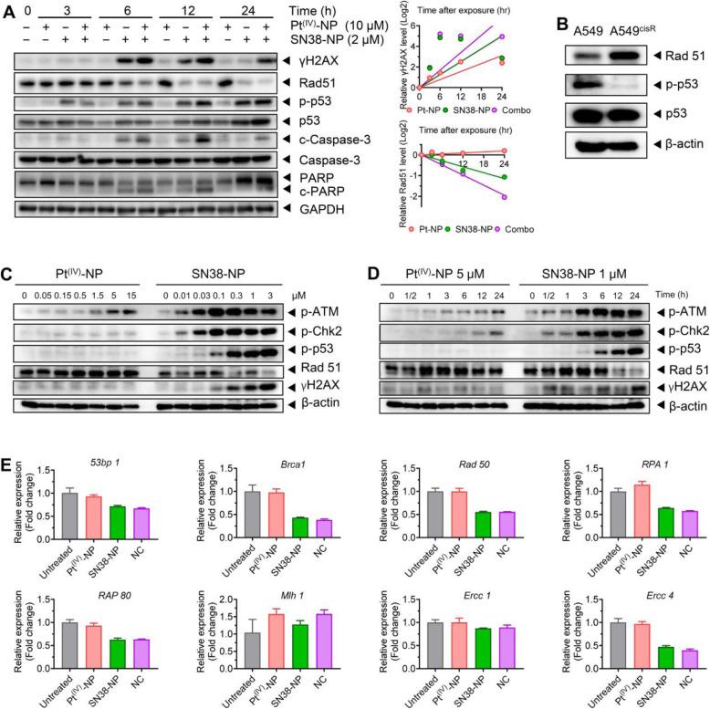 https://cdn.ncbi.nlm.nih.gov/pmc/blobs/03d8/8805243/5ecbb2703751/40824_2022_249_Fig4_HTML.jpg