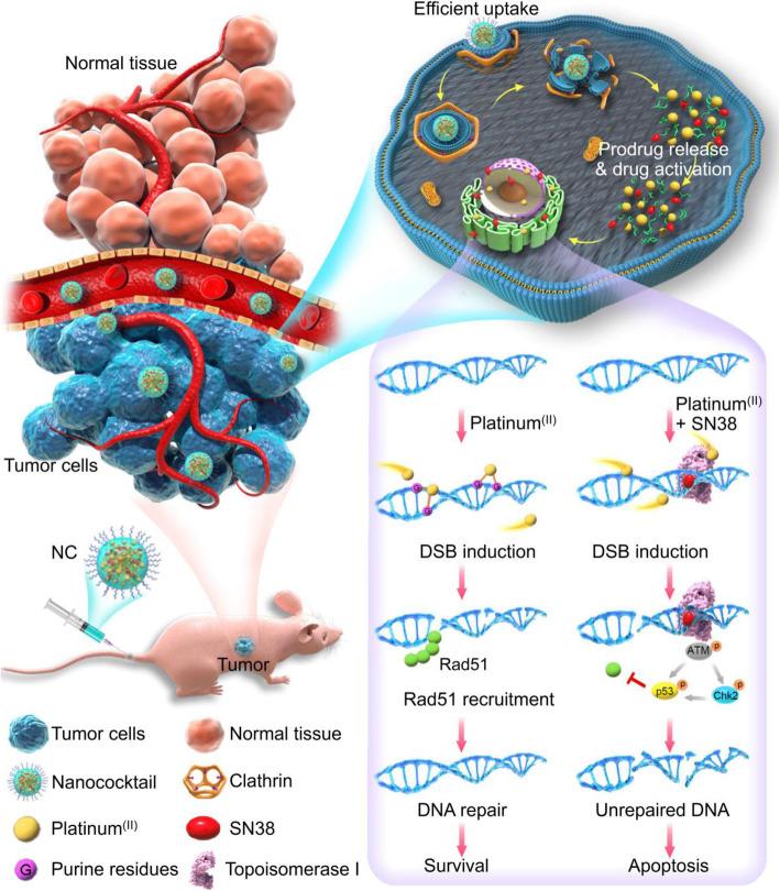 https://cdn.ncbi.nlm.nih.gov/pmc/blobs/03d8/8805243/a90348f5327a/40824_2022_249_Fig7_HTML.jpg