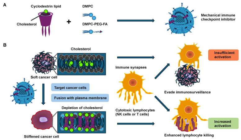 https://cdn.ncbi.nlm.nih.gov/pmc/blobs/03d9/12026216/062aeac59e19/cells-14-00584-g002.jpg