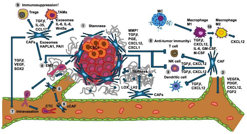 https://cdn.ncbi.nlm.nih.gov/pmc/blobs/03d9/12026216/2a2290c3afcb/cells-14-00584-g001.jpg